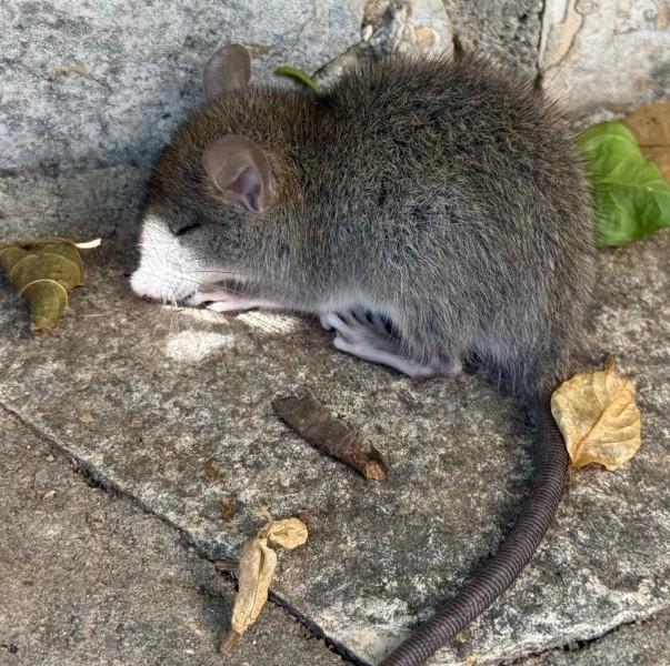 dératisation souris dératisation souris