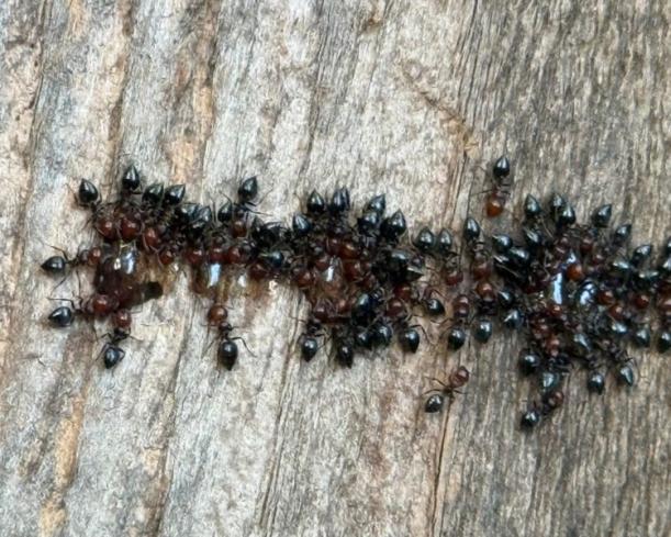 traitement fourmis Toulon traitement fourmis Toulon