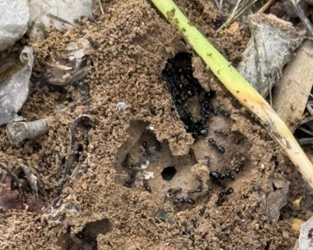 intervention fourmis intervention fourmis